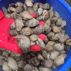 국내산 조업 왕바지락 신선 해산물, 1개, 1kg (50미내외)