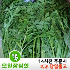 ( 오일장 상회 ) 국내산 쑥갓 1KG 2KG 4KG, 1박스