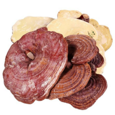 신선 건영지 버섯 약재용 약용 버섯 국산 건강 선물 식품