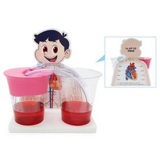 심장 순환기관 모형실험 과학실험재료 1인용 과학키트 자연과학완구 사이언스 관찰, 1개