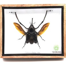 진짜 이국적인 거대한 긴 다리 바구미 주둥이 딱정벌레 Cyrtorcherulus Dux 수컷- 박제벌레 곤충 컬렉션이 나무 상자에 액자에 들어 있습니다 날갯짓, Spread Wings, 1개