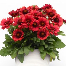 어린모종 천인국 8cm분, 1개