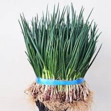 빠리농산 국내산 쪽파 1단, 1kg, 1개, 흙쪽파:기장쪽파