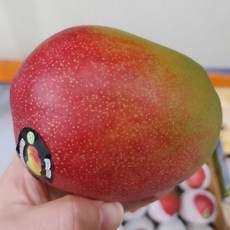 페루 애플망고1과 (과당 450-500g)