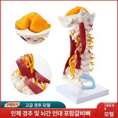 뼈 모형 허리 디스크 인체 실습 해부학 교육용 관절 가이드 추간판 요추 골반 근육 모델, 2. 요추 척추 (근육/신경 업그레이드), 1개