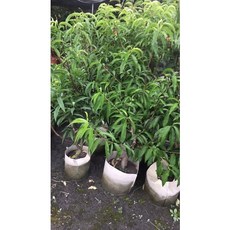 霏霏園藝 水蜜桃樹 成樹盆栽，熱帶水蜜桃品種，一尺美植袋培育
