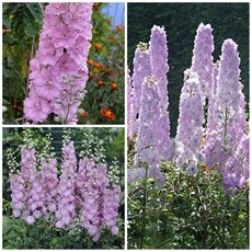 델피늄 8개 품종 씨앗 선택구매 큰키 작은키, 1개, 큰키 핑크 (Astolat) 15립