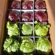양상추 라디치오 약10-12통, 양상추/라디치오 반반 약12통, 1개