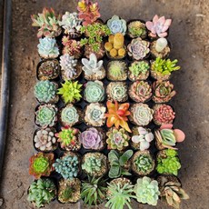 [해뜰다육] 다육이 소품(초보다육 10+2), 12개
