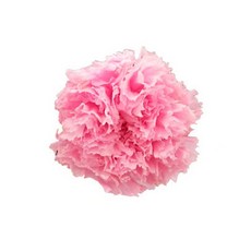 프리저브드 카네이션 머리(head) - 컬러 로즈 보존화, 카네이션 HEAD(머리) 핑크 라지(4.5~5cm)