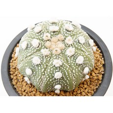 은사오이보투구 실생 동일품-260212 코덱스 아프리카식물 멸종위기 희귀선인장