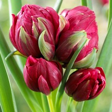 [큐가든] 튤립 구근 보타니컬 사만다 5개 유럽 직수입 원종튤립 특선