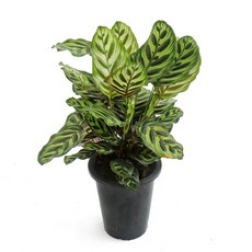 갑조네 칼라데아 마코야나 중품 특이한 무늬 식물 공기정화식물 인테리어 식물 마꼬야나, 1개