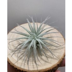 空氣鳳梨 Tectorum Ecuador, 1個, 中（封面、第1、2、3張照片）
