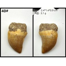 자연 모로코 상어 이빨 표본 치아 해양 고생물 과학 수집, 37. 밝은 블루 40