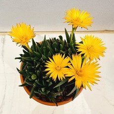 오래피는 요술꽃 농장직송 산아래 다육이 생명력최고 키우기쉬운 공기정화 전자파차단 하월시아 다육식물 선인장, 럭셔리, 1개