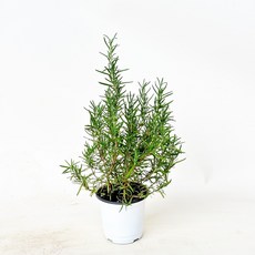 플로어가든 로즈마리 소품 러브버그퇴치식물 향기나는식물 허브식물, 1개
