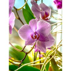 [가든동화] 호접란 엘레강스 서양난 / 집들이 개업 승진 축하 선물 꽃배달 고급 인테리어 꽃화분 공기정화식물, 1개