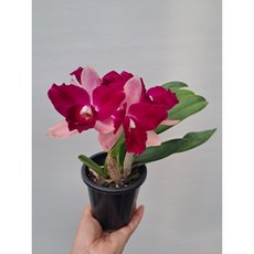 히메카틀레아 착생난 서양난, 1개