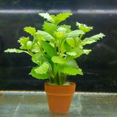 미니 워터위스테리아 포트수초 구피어항 자연생화 음성활착 수초세트 중경수초, 1개