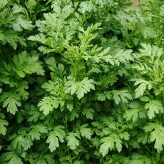 [신일농산] 국내산 하우스 쑥갓 4kg, 1박스