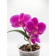 [가든동화] 호접란 미니만천홍 서양난 쌍대 / 집들이 개업 승진 축하 선물 꽃배달 고급 인테리어, 1개