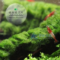 AC草影 綠絲絨沉木 一棵 陰性水草 魚缸水草 水族造景裝飾, 1個