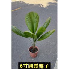 霏霏園藝圓扇6吋盆栽 高度60公分以上 居家綠植盆栽 美化環境 淨化空氣 簡約時尚 易於照料, 1個