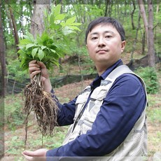 [유재덕의산양산삼] 산삼 산양삼 장뇌삼 국내산 12년근, 12년근 A급 2뿌리