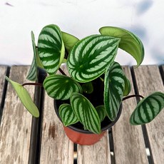 JB-모종 수박페페(수박페페로미아) - 실내 인테리어 공기, 1개