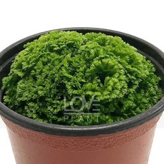 꽃사랑식물나라 구름이끼 구름자리 셀라지넬라 이끼 테라리움 실내 공기정화 식물 키우기, 1개