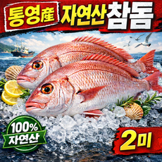 통영 100% 자연산 참돔 원물 2미 1.2kg 내외, 1박스