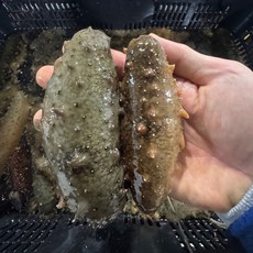 횟감용 참해삼 500g(2~6미), 1개, 500g