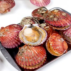 자연순수 국내산 통영산 홍가리비 (15-20미) 풍미 가득 손질 간편, 1개, 1kg