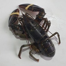 신선한 미국산 랍스터 1마리, 1개, 500g
