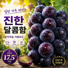 [한정특가]산지직송 고당도 거봉포도, 1박스, 2kg
