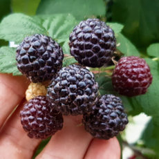 [농가당일직송] 국산100% 특품블랙베리 냉동 토종복분자, 1개, 1kg