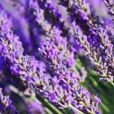 캔들씨 아로마 천연 에센셜오일 라벤더트루 E.O 비누 화장품 원료, 10ml