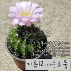 (쏘어링팜) 자성환 핑크 지름 11 12cm 중소품 선인장화분, 1개, 상세페이지 참조
