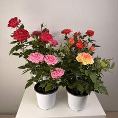 장미화분 미니장미 키우기 다양한 색상 모종 색상랜덤 봄꽃 윤스가든, 1개, 1.장미_식물만_색상랜덤(빨강,다홍,분홍,노랑)