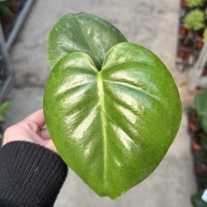 공기정화에 좋은 귀여운 미니 몬스테라~, 1개