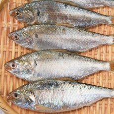 [국내산] 전어 500g/1kg 급냉 국산 자연산, 500g, 1