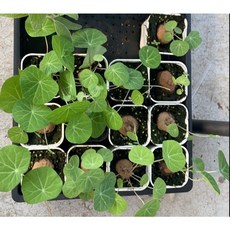 熊貓購物 紅藤圓葉山烏龜 紅藤山烏龜 金不換 會攀爬, 已種好長葉, 1個