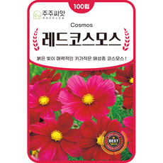 [주주씨앗] 키작은 코스모스 씨앗 100립 / 붉은색 왜성 야생화 꽃씨 씨앗몰, 1개