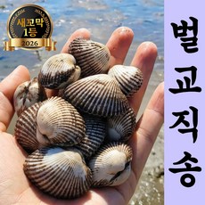 [새벽작업 당일발송] 재구매1위 벌교직송 새꼬막, 1세트, 3kg
