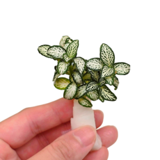 지향샵 미니 피토니아 1촉 화이트스타 테라리움 비라리움 식물, 1개