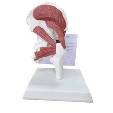 실물 크기 1 인간 해부학 골격 근육이 엉덩이 관절에 부착된 외과 학생용 모델, 01 Knee Joint, 1개