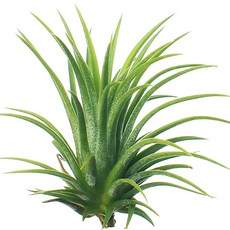 잎새몰 행잉플랜트 틸란드시아 이오난사, 1개