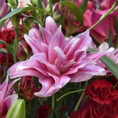 (구근) 백합 겹꽃 밀라노/봄 개화 원예 식집사, 1개