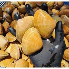 [산지직송] 서해산 개량조개 갈미조개 특품, 1세트, 갈미조개(특품) 대 1kg(30미 내외)